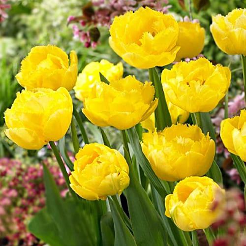 Тюльпан Florium Exotic Sun (6778)