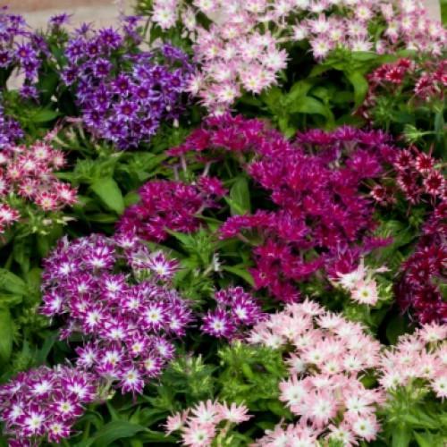 Семена цветов Floranova Флокс Друммонда Popstars F1 Mix 50 шт. (BN11610-3)