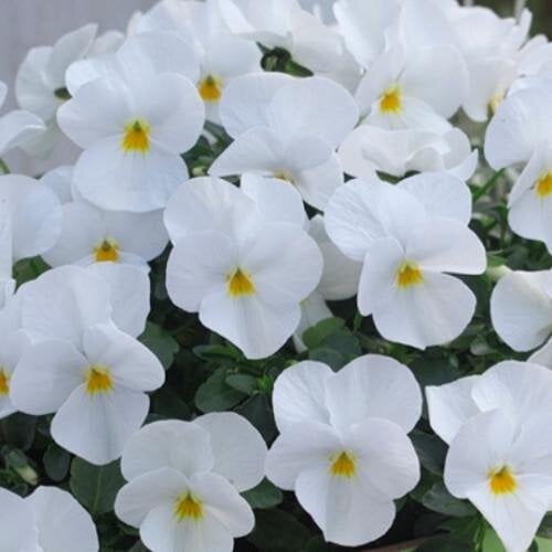 Семена цветов Виола рогатая Takii Floral Power F1 White 250 шт. (BN10595-2)