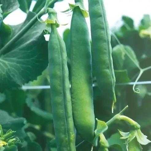 Семена Горох Syngenta VALVERDE F1 100 000 шт. (2289425546)