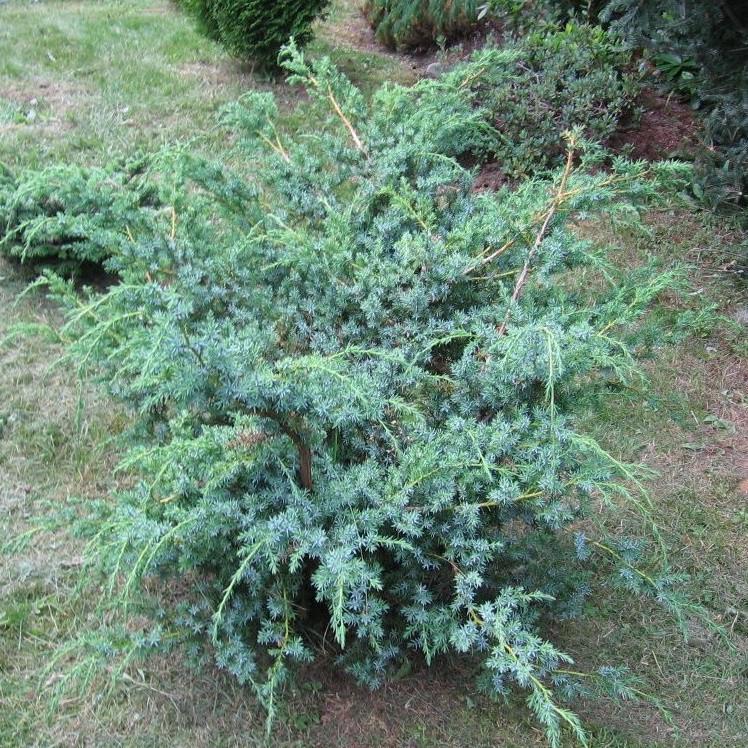 Саджанець ялівцю китайського Juniperus chinensis Blue Alps Р9 (644878982) - фото 2
