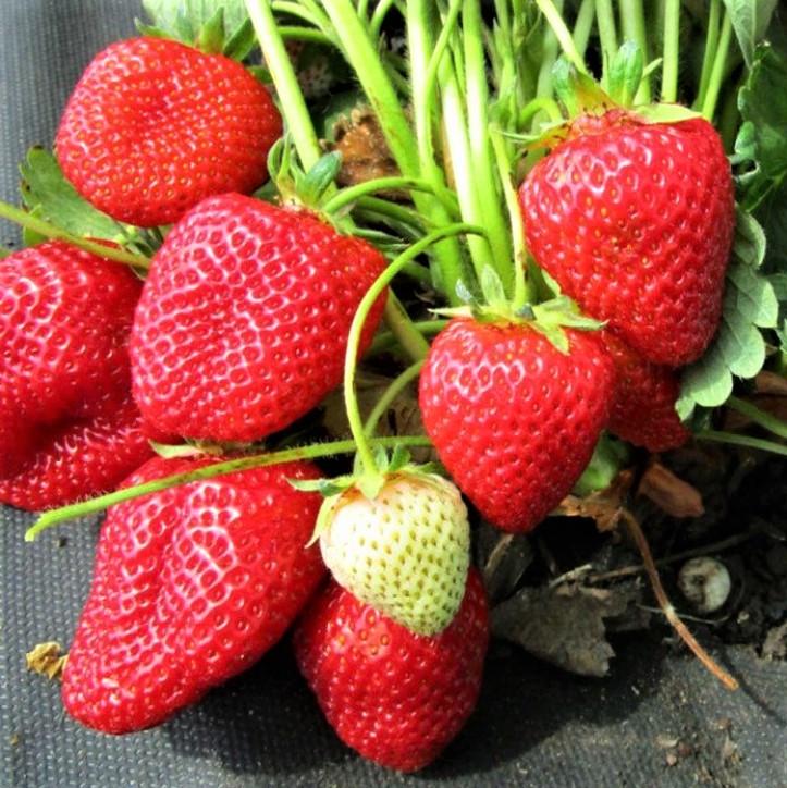 Саженец клубники Veriеty ремонтантная сочная (1542537496)