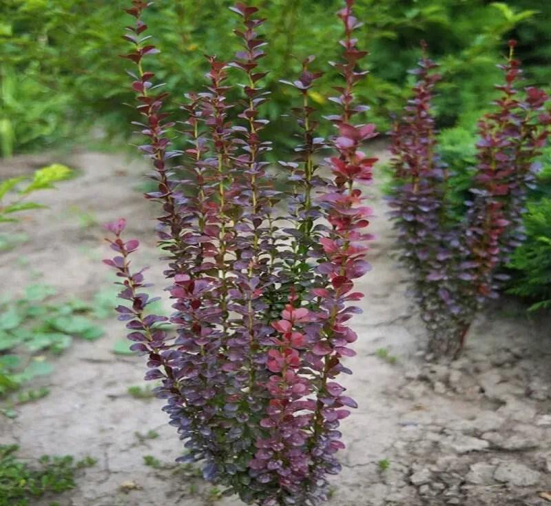 Саженец Барбарис Тунберга Helmond Pillar Р9 (2-36)