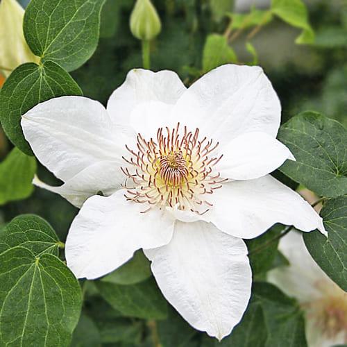 Клематис Destiny Florium