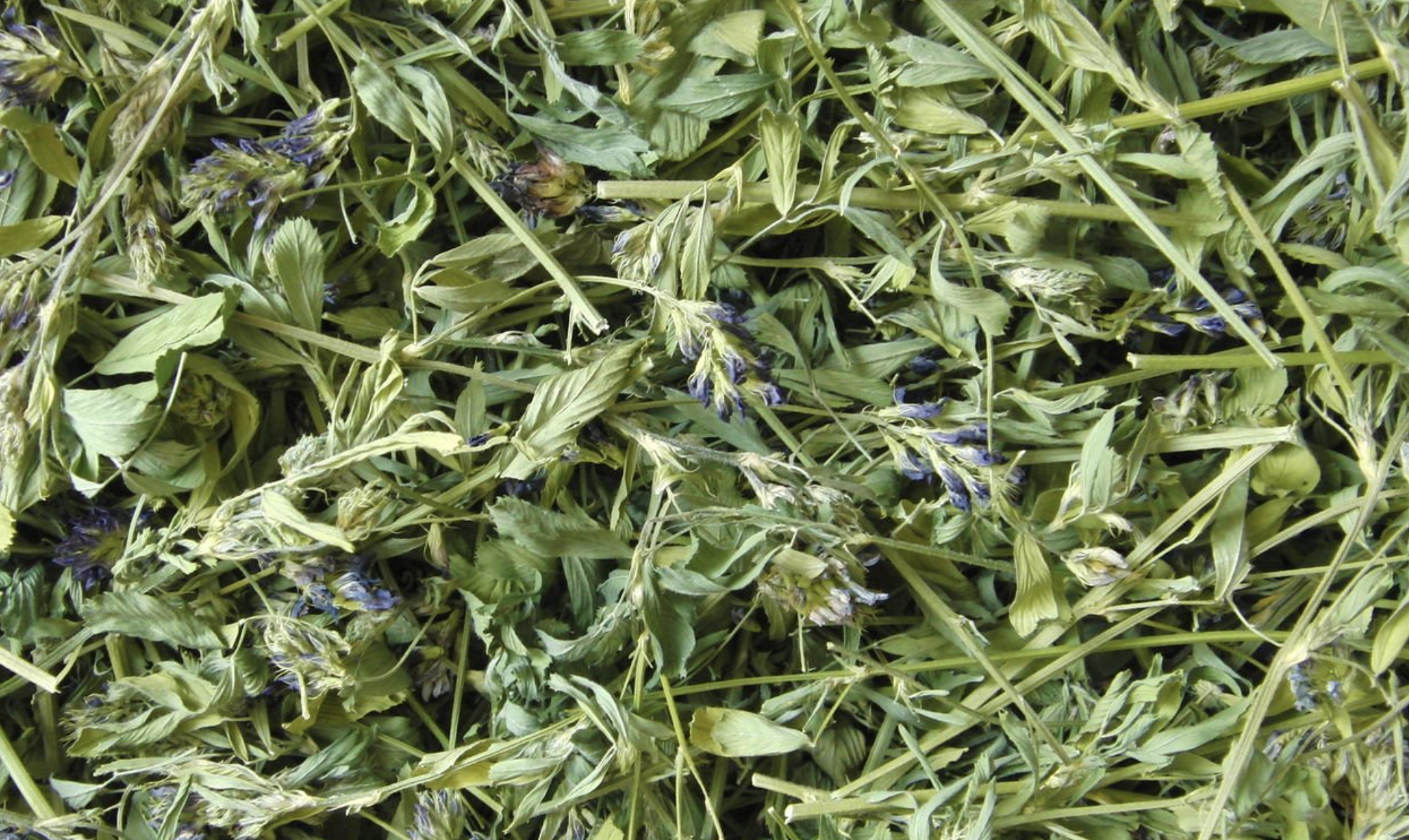 Люцерна трава Карпаты 50 г (6075556a055ac93fbd68dcb2)