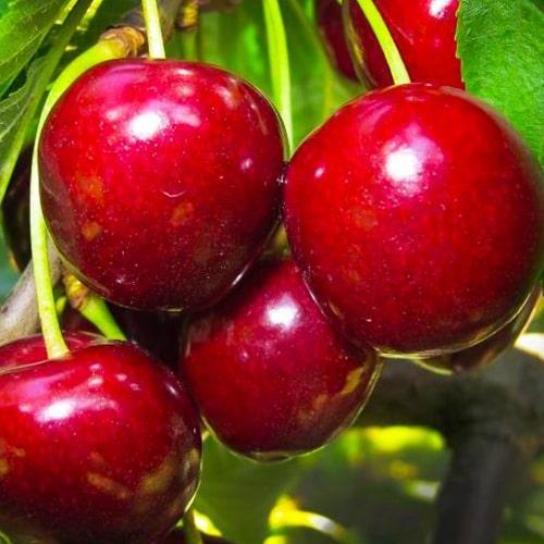 Сажанец Черешня темно-бордовая Удивительная Amazing премиальный устойчивый к заболеваниям сорт позднего срока созревания (51152)