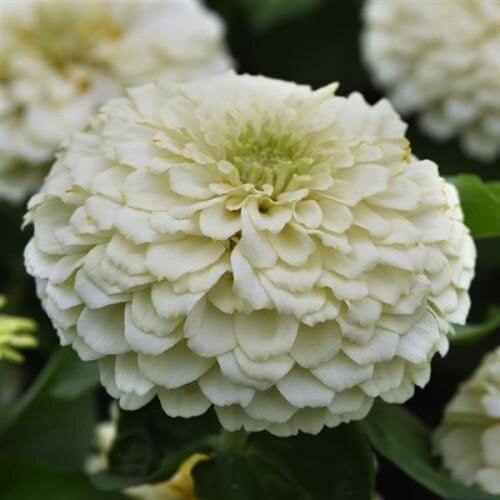 Семена цветов PanAmerican Циния Zesty F1 45-60 см Ø 8-13 см 5 шт. White (BN10113-4)