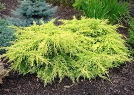 Саджанці ялівець середній Олд Голд у горщику 0,5 л - фото 3