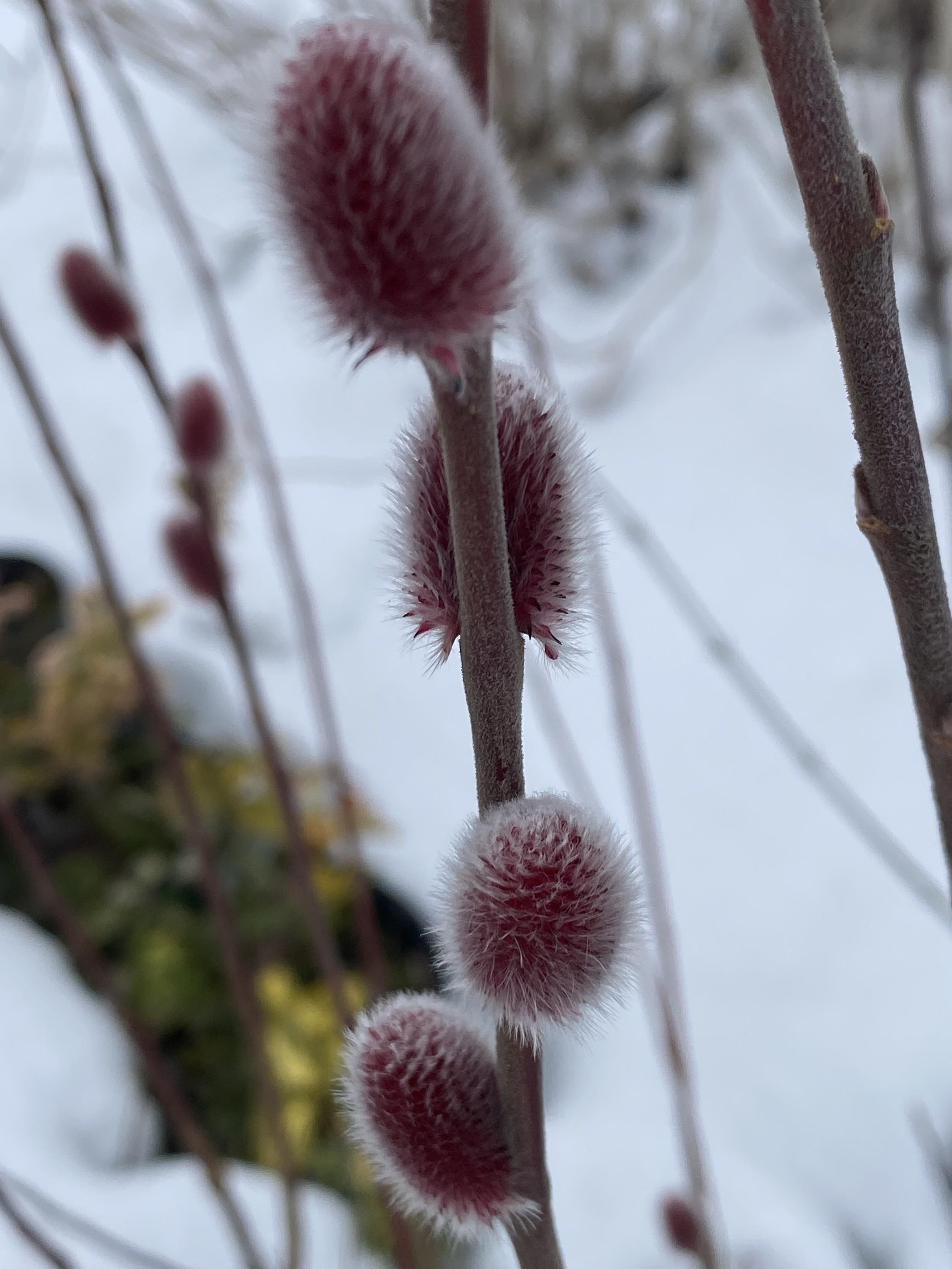 Саджанець верби японської Маунт Асо горщик С1.5 кущова форма (2663190501)