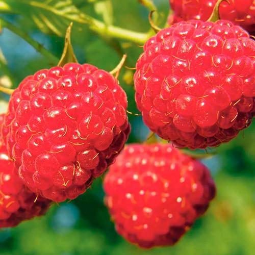 Сажанец Малина Полесье один из ведущих ремонтантных сортов крупноплодная (177736)