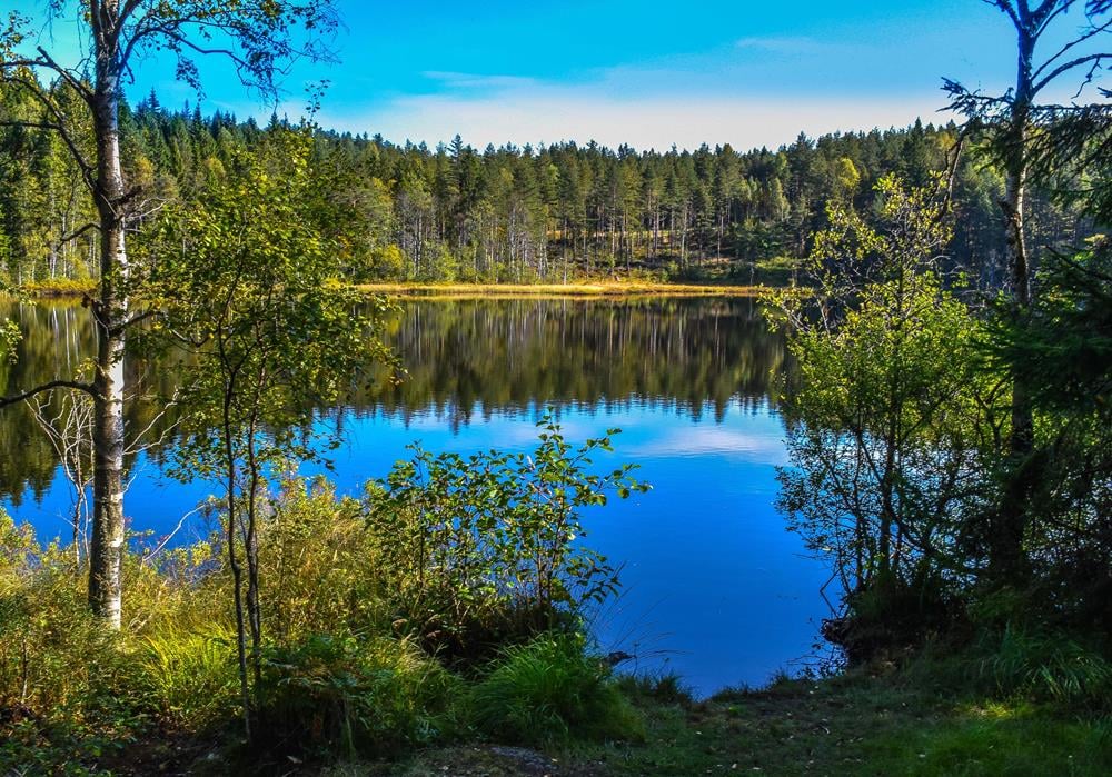 Картина Природа PR244 35х55 см