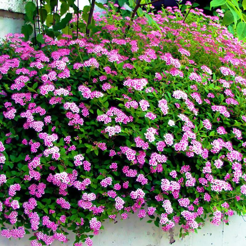 Саджанець спіреї японської Spiraea japonica Little Princess Р9 (1106439073) Саджанець спіреї японської Spiraea japonica Little Princess Р9 (1106439073)