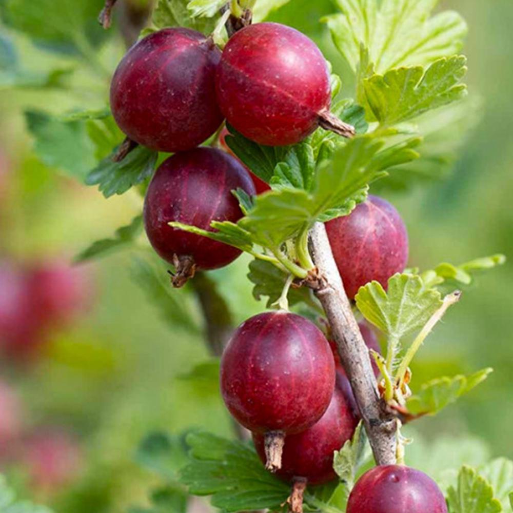 Саженец крыжовника Хиннонмаки Рот (14965278) Саженец крыжовника Хиннонмаки Рот (14965278)
