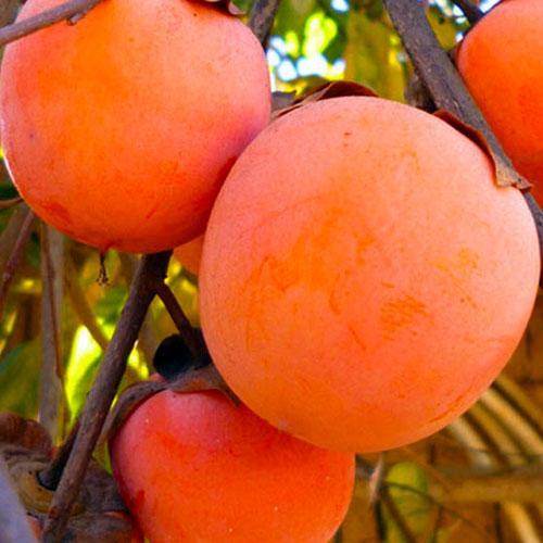 Сажанец Эксклюзив Хурма янтарная Гигант Giant премиальный крупноплодный сорт на виргинском подвое (48130)