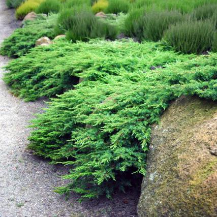 Саженец можжевельника казацкого Рокери Джем Juniperus sabina Rockery Gem Р9 (645180492) - фото 2
