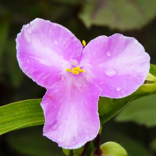 Традесканция Florium Charlotte (7775)