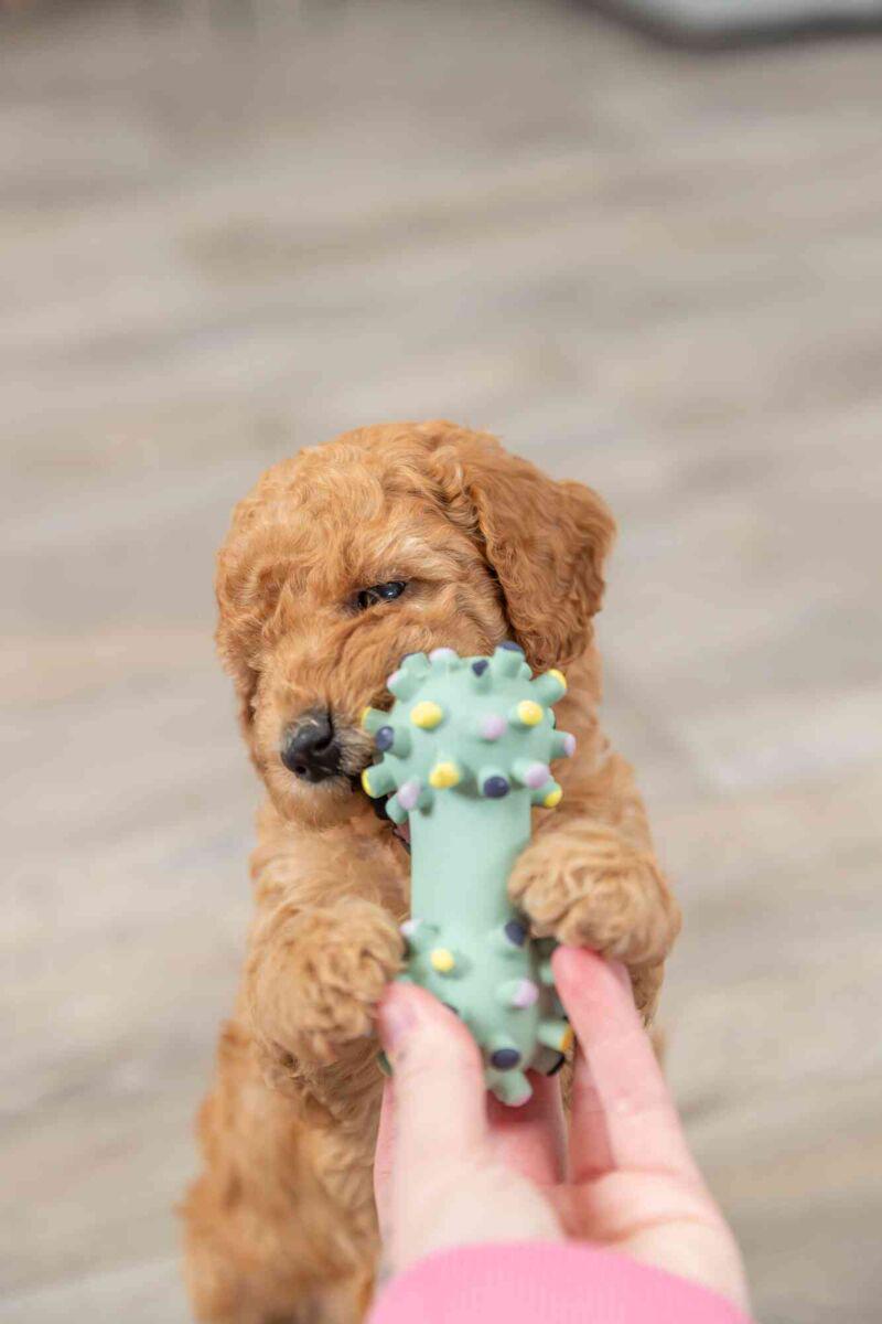 Игрушка Trixie Junior гантель-еж для щенков 10 см (TX-35611) - фото 3