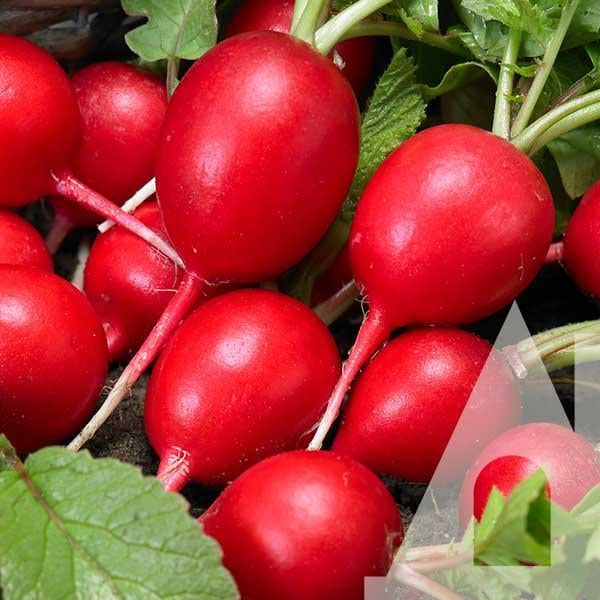 Редиска Масляный великан, 10 г, Садиба
