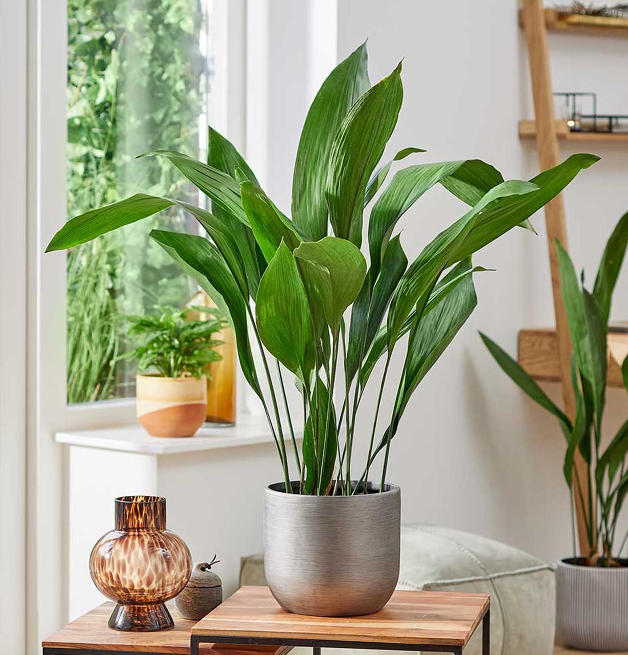 Аспидистра 14/60 см (2680220904) Аспидистра 14/60 см (2680220904)