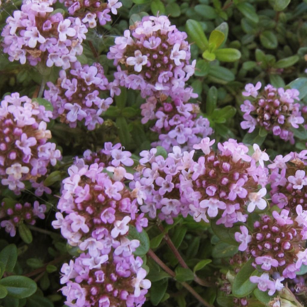 Саженец Тимьян длинностебельный Thymus longicaulis 1 шт.