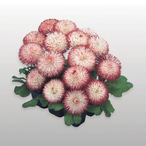 Насіння квітів Benary Маргаритка Habanera White with Red Tips 500 шт. (BN02928-2)