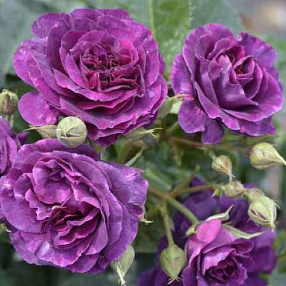 Троянда Minerva Флорібунда жовтень 2025 (2669458492) - фото 6