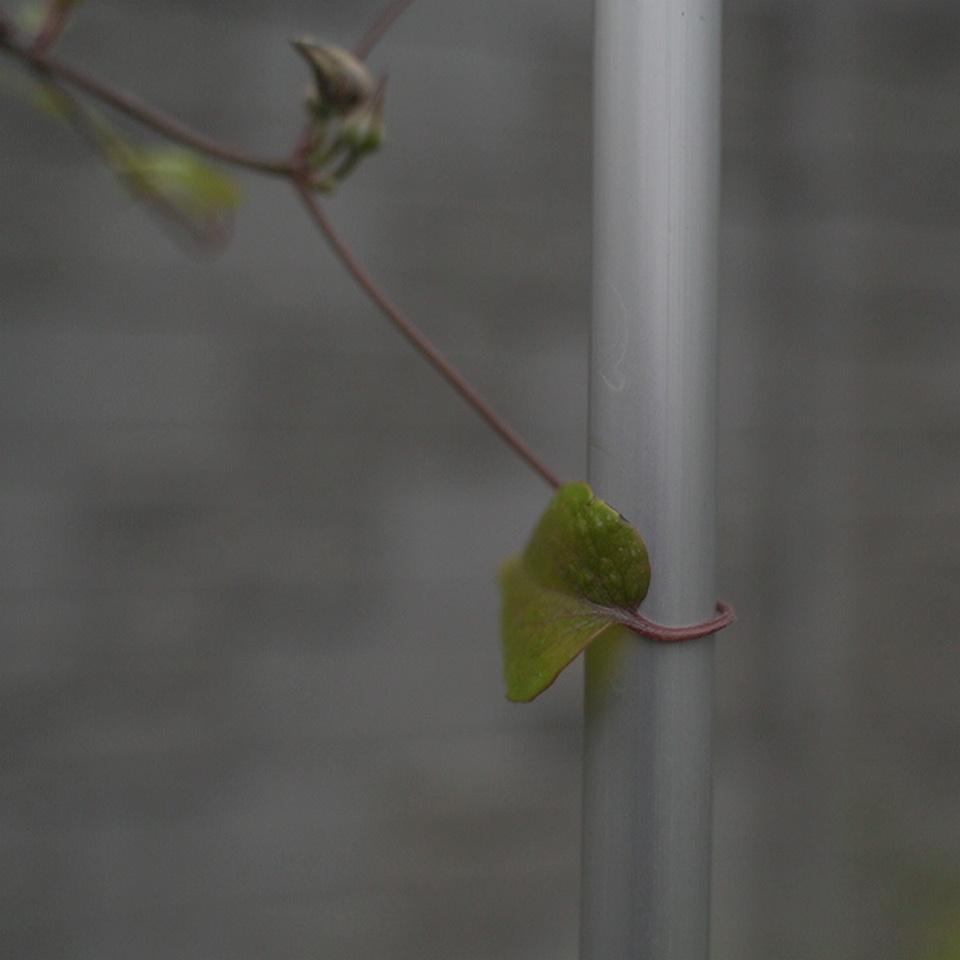 Опора для растений арочно-кольцевая на пять колец 2400х500х500 мм (АКО-D16/D8-2400*500/5) - фото 9 Опора для растений арочно-кольцевая на пять колец 2400х500х500 мм (АКО-D16/D8-2400*500/5) - фото 9