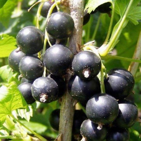 Саджанець чорної смородини Лелека рання промислова (1044092073)