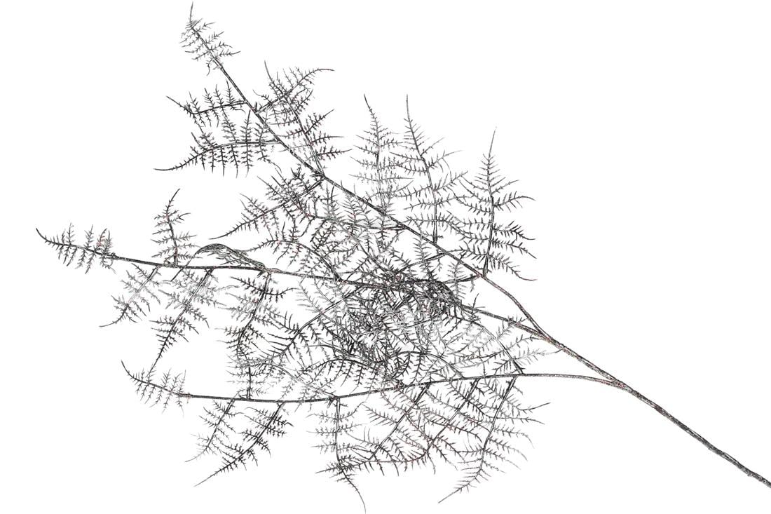 Декоративная ветка BonaDi Кипарис (709-391)