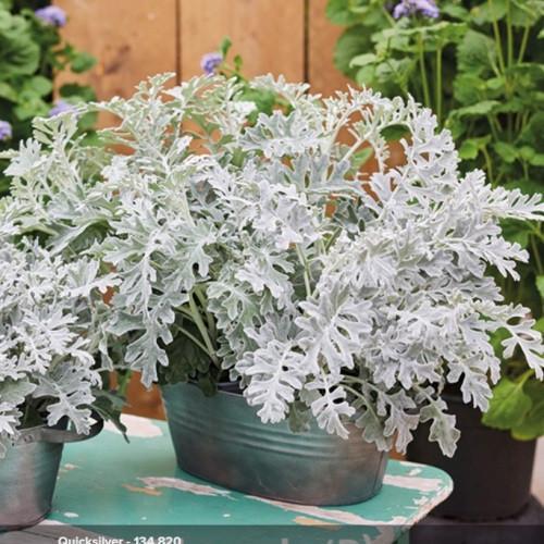 Насіння квітів HemGenetics Цинерарія приморська Quicksilver 10 000 шт. (BN13076)