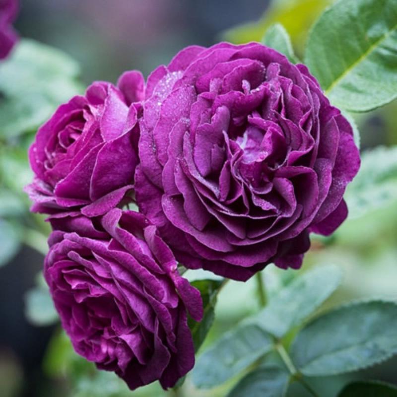 Роза Velet New Age Флорибунда в контейнере (2558773547) Роза Velet New Age Флорибунда в контейнере (2558773547)