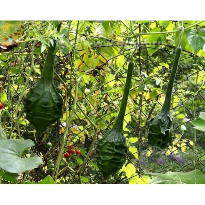 Насіння лагенарії Маренко Динозавр Marenca dinosaur 3 шт. - фото 3