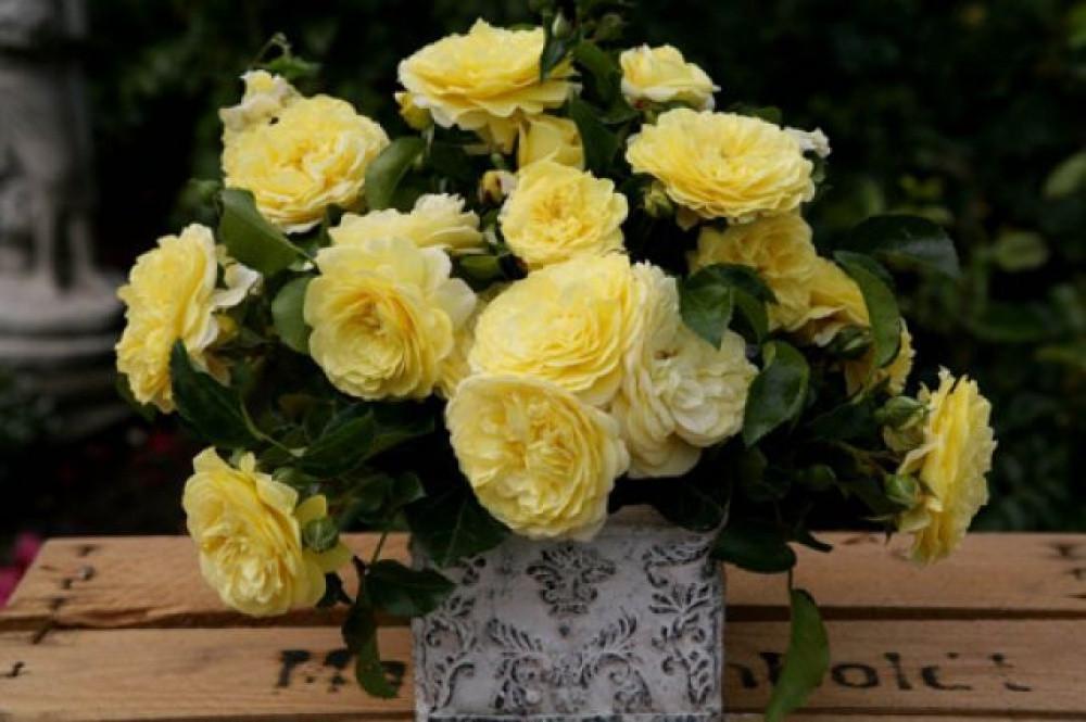 Роза Velet Solero Флорибунда в контейнере (2558773075) - фото 4 Роза Velet Solero Флорибунда в контейнере (2558773075) - фото 4