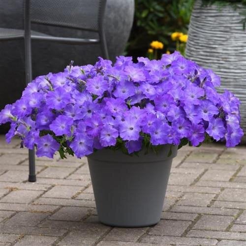 Семена цветов Петуния ампельная EASY WAVE F1 Lavender Sky Blue PanAmerican 25 шт. (BN10087-3)