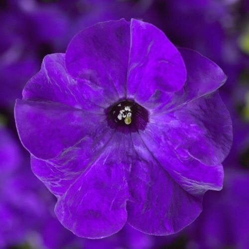 Семена цветов Петуния крупноцветковая Tritunia F1 Blue Syngenta 250 шт. (BN07455-2)