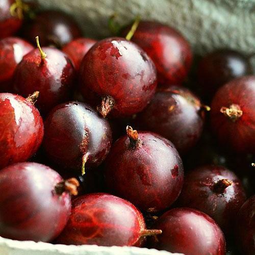 Сажанець Агрус Салют середній термін дозрівання (46238) Сажанець Агрус Салют середній термін дозрівання (46238)