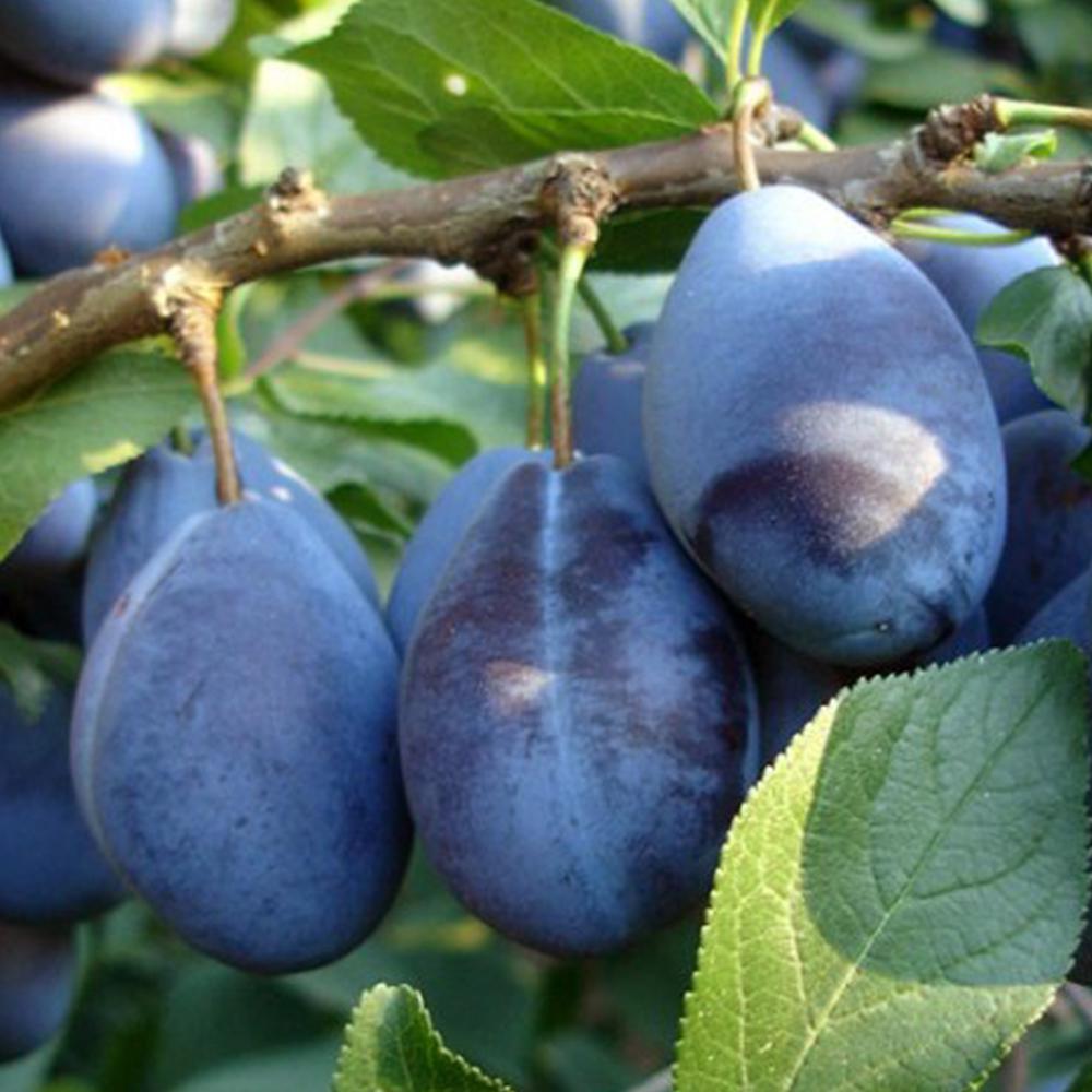 Саженец сливы Стенлей 1 летний (14965702)