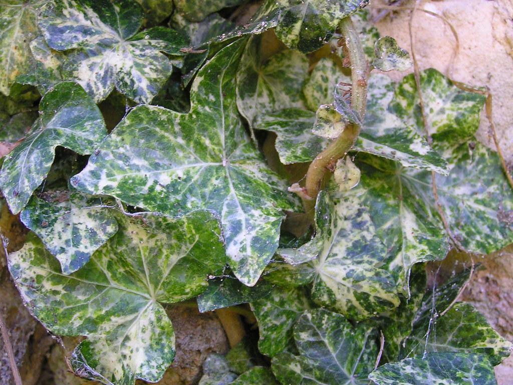 Плющ звичайний Мармората Hedera helix Marmorata 1 шт. (38293862)