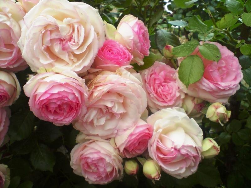 Роза Velet Pierre De Ronsard Eden Rose Шраб в контейнере (2669429289)