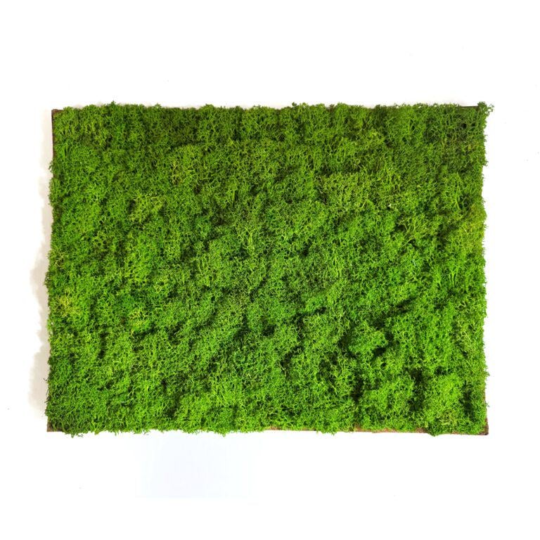 Фитомодуль из стабилизированного мха 30×40 см Салатовый