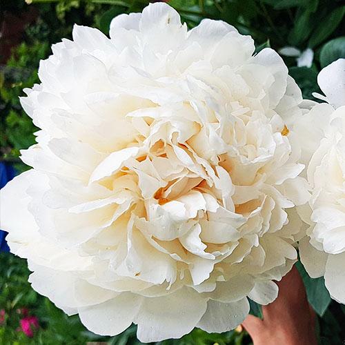 Пион Florium Class Act (13326) - фото 2 Пион Florium Class Act (13326) - фото 2