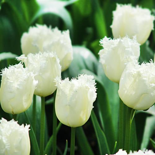 Тюльпан Florium Honeymoon (8032) - фото 2 Тюльпан Florium Honeymoon (8032) - фото 2