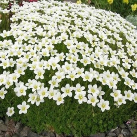 Саженцы Камнеломки Арендса белая Saxifraga Arendsii в контейнере 0,5 л