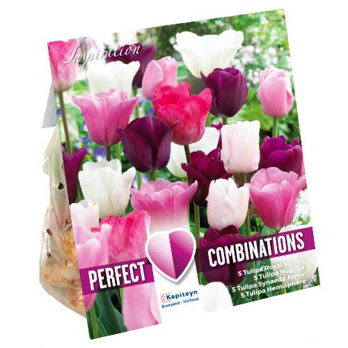 Комбо Florium KAPITEYN Тюльпаны Pink White and Purple Blend (15295)