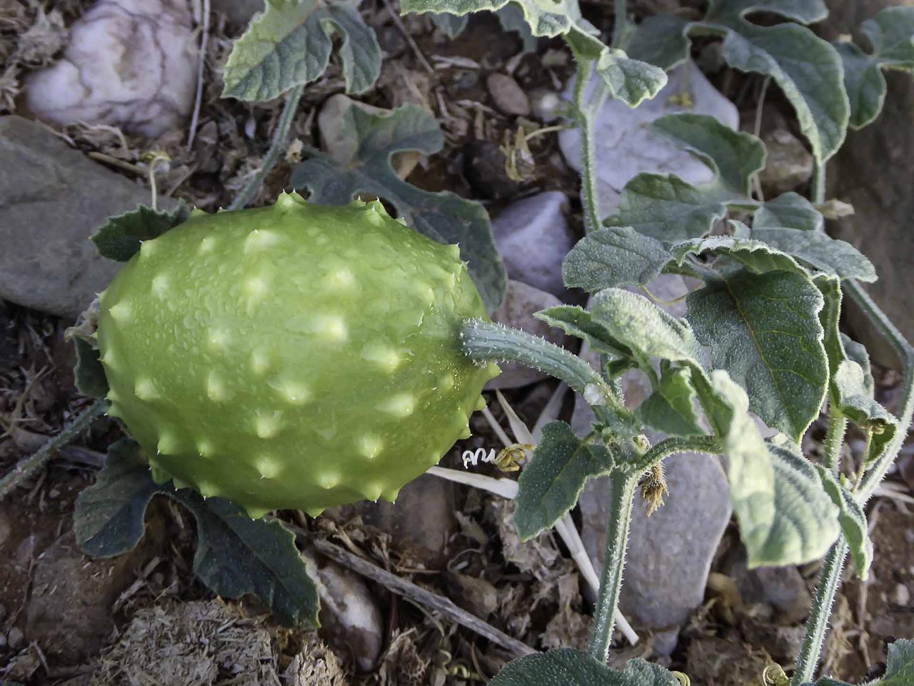 Насіння Фіцифоліуса Cucumis ficifolius 6 шт./уп. - фото 3