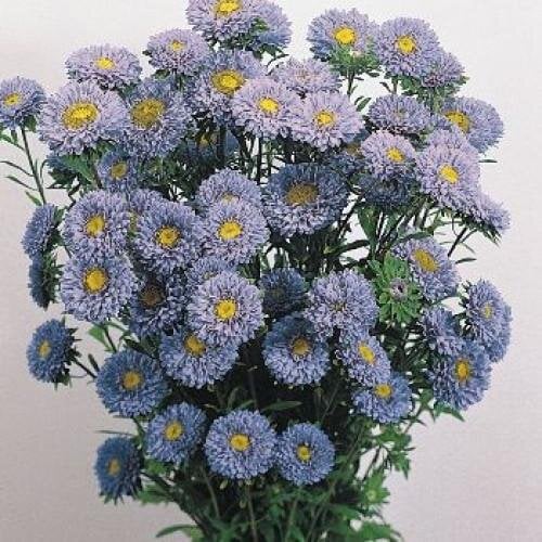Семена цветов Астра на срез Fan Light Blue Benary 100 шт. (BN00511-3)