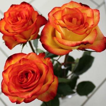 Алмазная мозаика ColorArt Букет роз 20х20 см (DD1206)