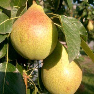 Саджанець груши Лісова красуня Літній сорт (2074390839)
