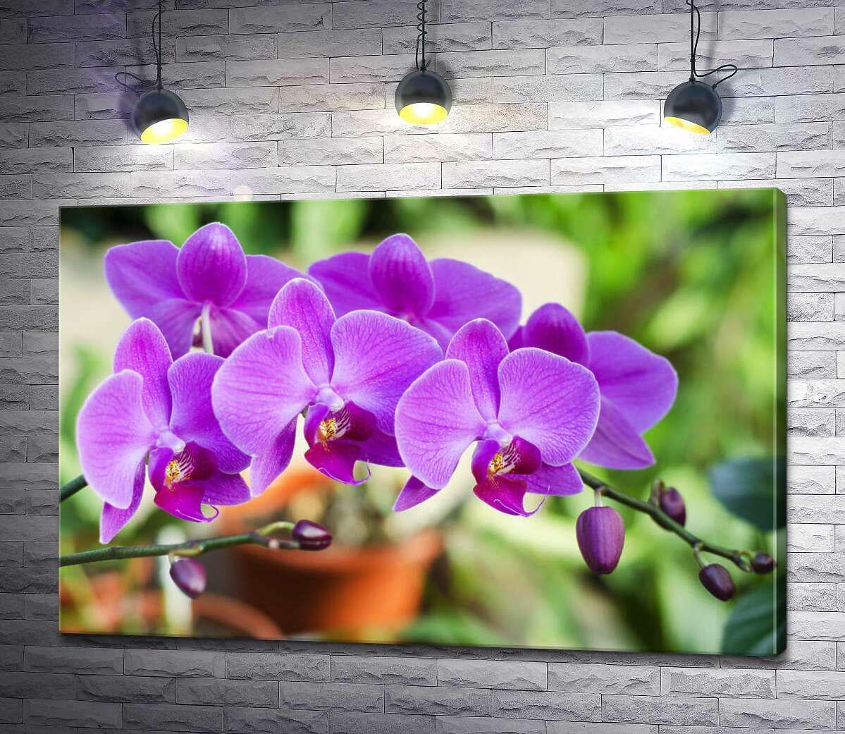 Картина ArtPoster Нежные цветы орхидеи в зеленом саду 130x86 см Модуль №1 (003121)
