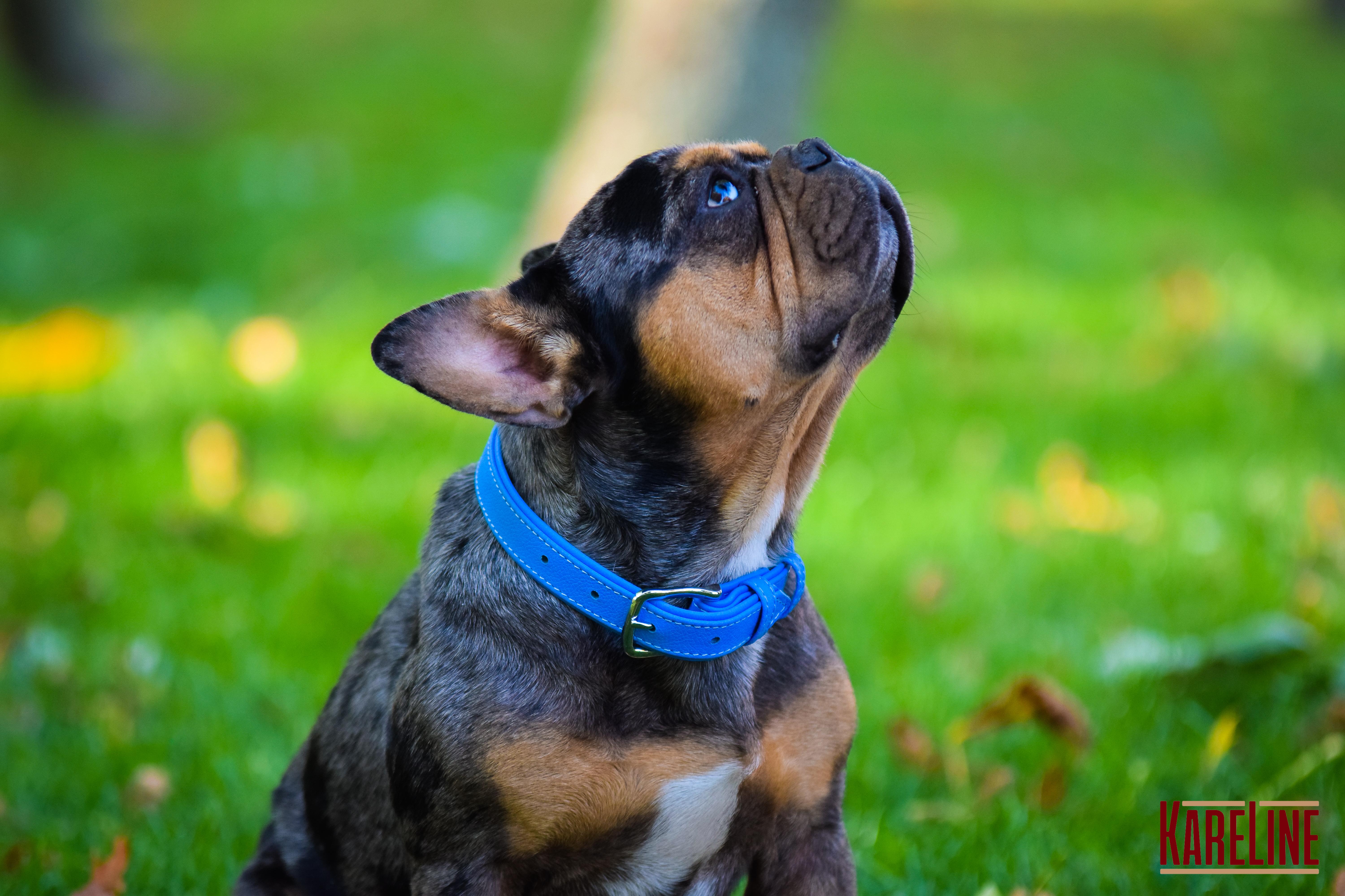 Ошейник KareLine из натуральной кожи 10 мм 190-230 мм Голубой (8130/17) - фото 4 Ошейник KareLine из натуральной кожи 10 мм 190-230 мм Голубой (8130/17) - фото 4